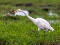 Rezerwat w Chobe (Botswana)